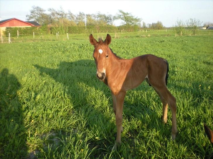 Anden særlig race Stald carola´s  cassidy  Solgt billede 17