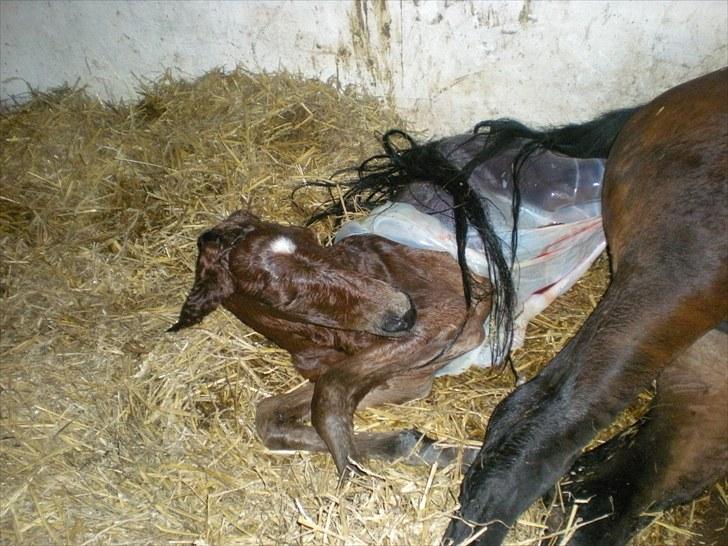 Anden særlig race Stald carola´s  cassidy  Solgt - lige kommet til verden billede 2