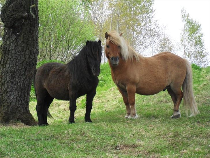 Shetlænder Flyon - Flyon, med den shetter han gik med ved gamle ejer billede 2