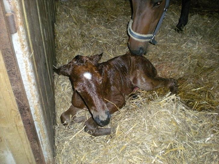 Anden særlig race Stald carola´s  cassidy  Solgt - mor slikker slikker  billede 3
