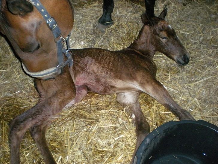 Anden særlig race Stald carola´s  cassidy  Solgt - og mor slikker stadig billede 4