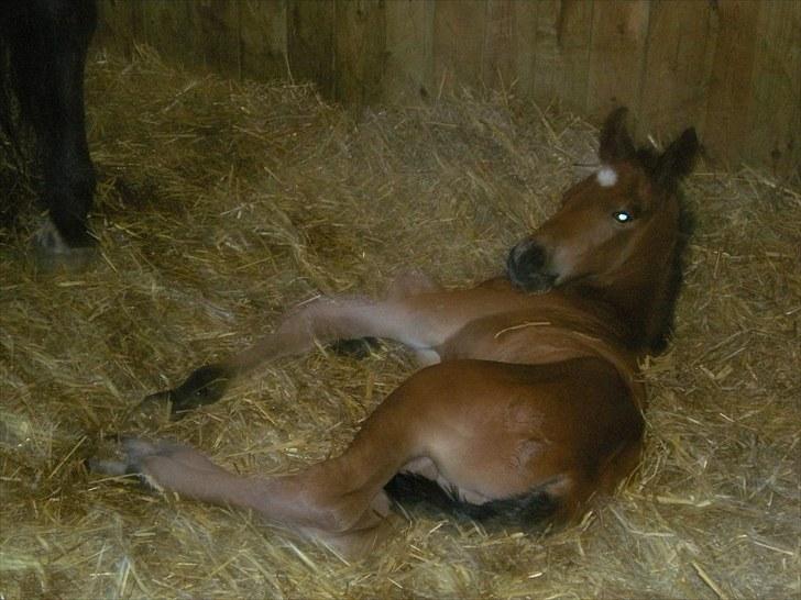 Anden særlig race Stald carola´s  cassidy  Solgt - 2 timer efter folingen tør og mæt billede 5