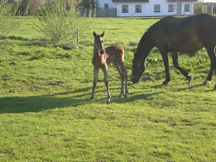 Anden særlig race Stald carola´s  cassidy  Solgt - På fold for første gang  billede 6
