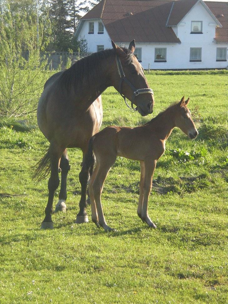 Anden særlig race Stald carola´s  cassidy  Solgt - Mor cassandra viser ham hegnet og markerne billede 7