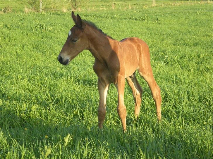 Anden særlig race Stald carola´s  cassidy  Solgt - 1 dag gammel og alle fræk billede 8