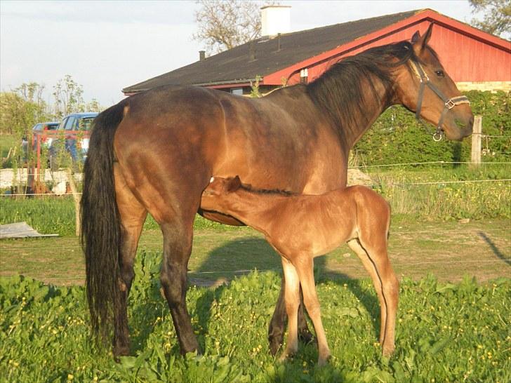 Anden særlig race Stald carola´s  cassidy  Solgt - Man bliver sulten af at komme ud  billede 9