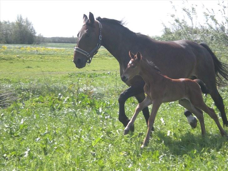 Anden særlig race Stald carola´s  cassidy  Solgt - 1 uge  billede 10