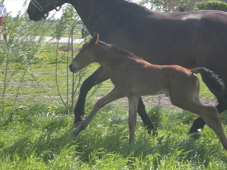 Anden særlig race Stald carola´s  cassidy  Solgt - hvem kommer først!!!! billede 11
