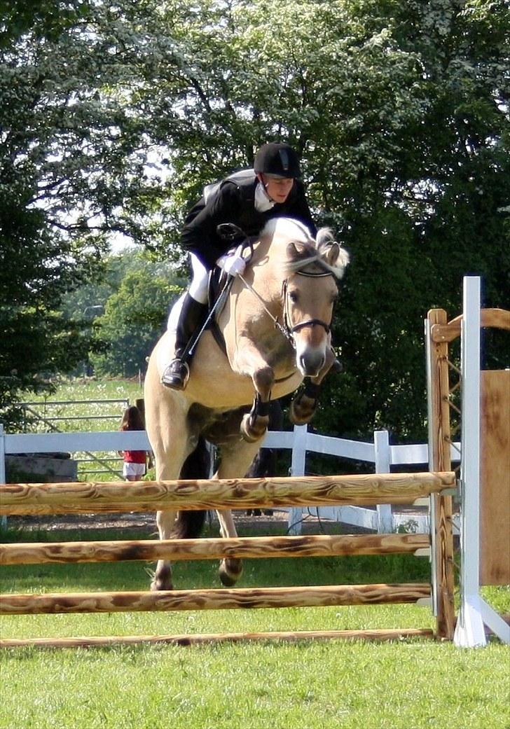 Fjordhest Sigurd - Så skal der rides! Han var fandme strid her vendte om 2 gange det lededyr. Her i en LB billede 9
