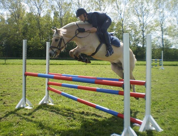 Fjordhest Sigurd - Flyyyyyyyyyv :o)  billede 10
