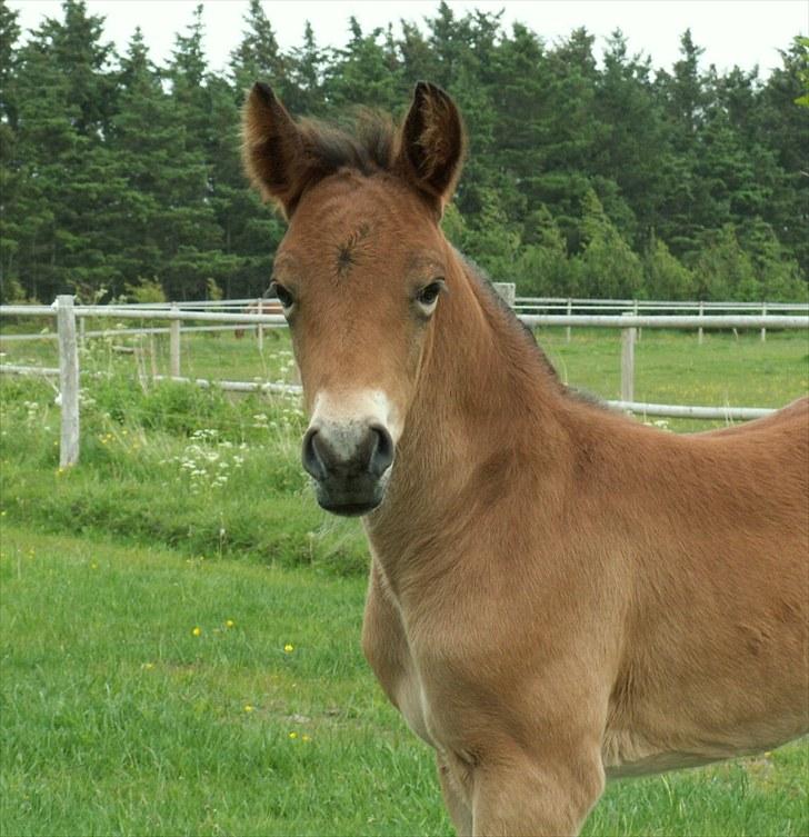 New Forest Calandias Placebo.  billede 1