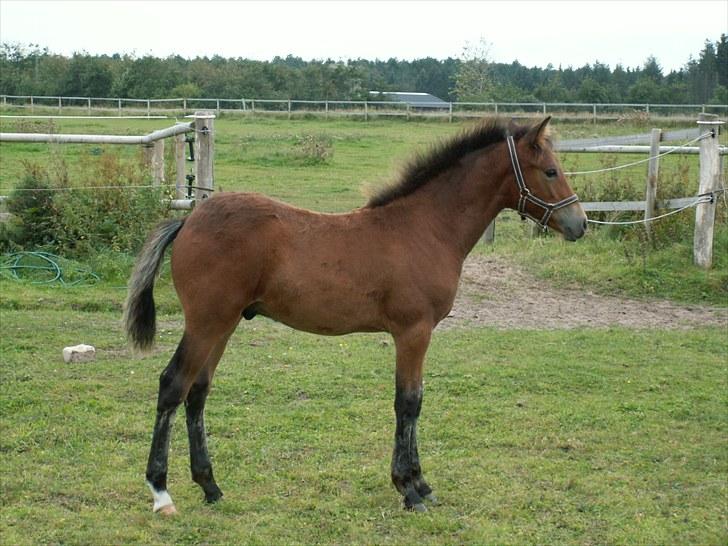 New Forest Calandias Placebo.  billede 2