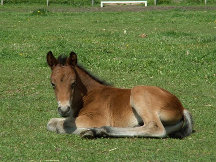 New Forest Calandias Placebo.  billede 3