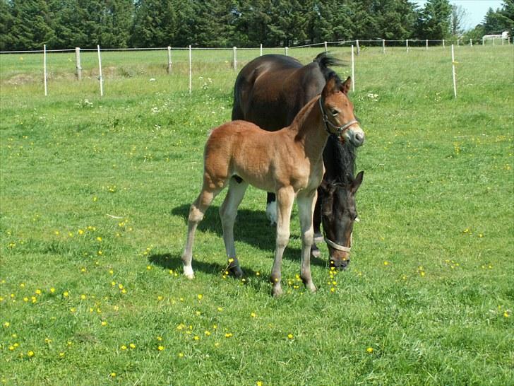 New Forest Calandias Placebo.  billede 4