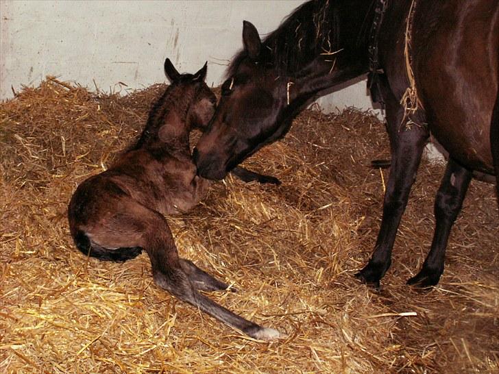 New Forest Calandias Placebo.  billede 5