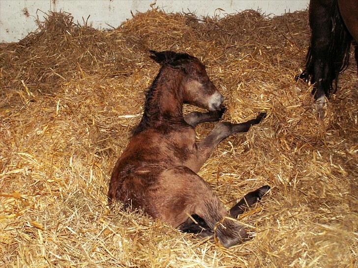 New Forest Calandias Placebo.  billede 6