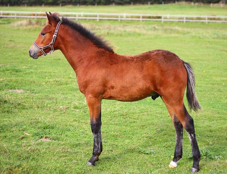 New Forest Calandias Placebo.  billede 7