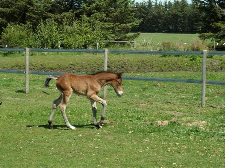 New Forest Calandias Placebo.  billede 8