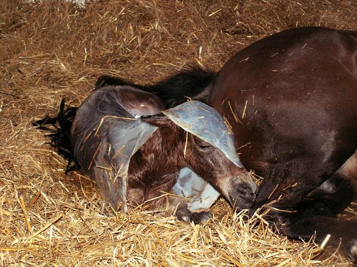 New Forest Calandias Placebo.  billede 9