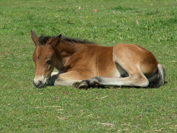 New Forest Calandias Placebo.  billede 10