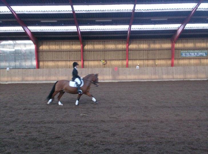 Welsh Pony (sec B) Bakkegårdens Valentin A-pony - Første distriktsstævne  billede 3