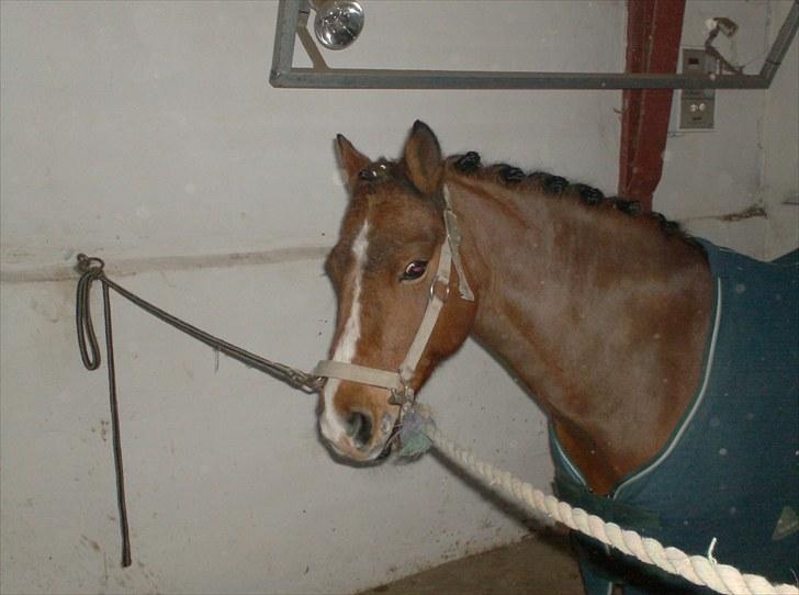 Welsh Pony (sec B) Bakkegårdens Valentin A-pony billede 5