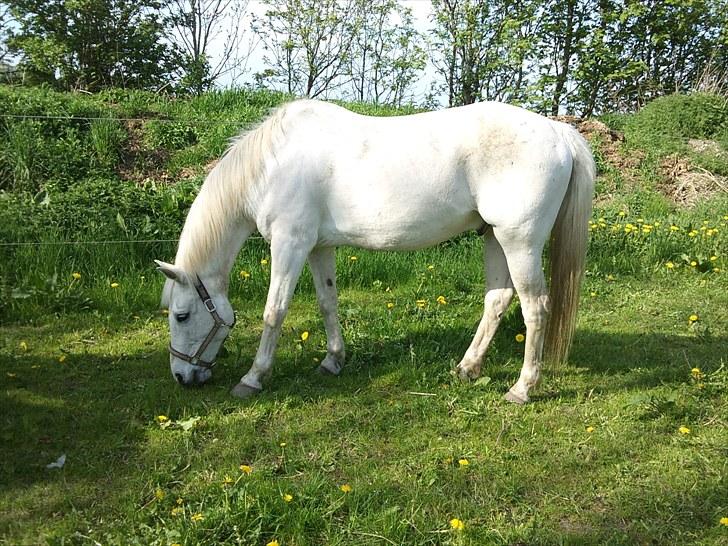 Anden særlig race Max billede 1