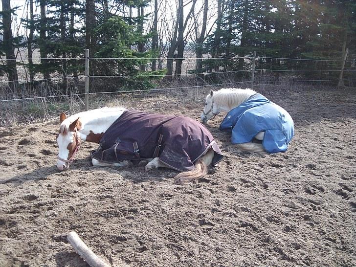 Anden særlig race Max billede 2