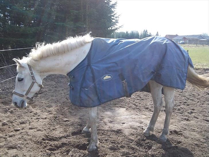 Anden særlig race Max billede 3