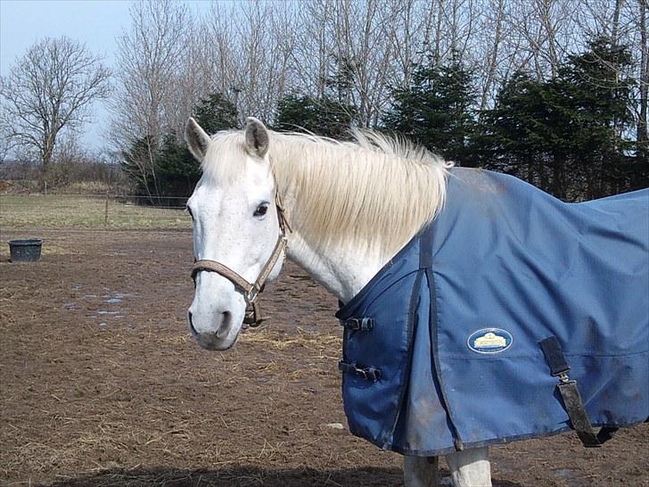 Anden særlig race Max billede 4