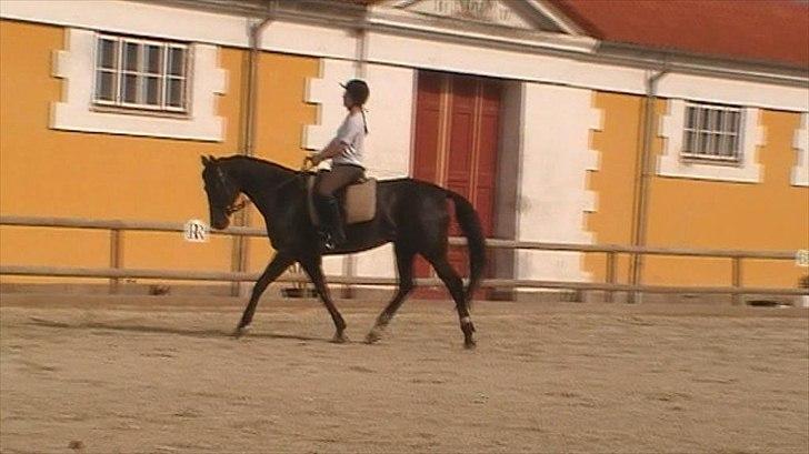 Polsk Ædelt Halvblod Kalisia - September 2010 billede 3