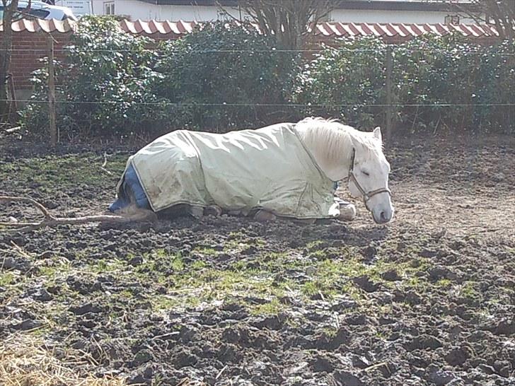 Anden særlig race Max billede 5