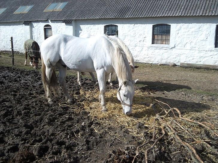 Anden særlig race Max billede 6