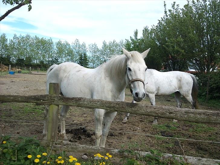 Anden særlig race Max billede 7