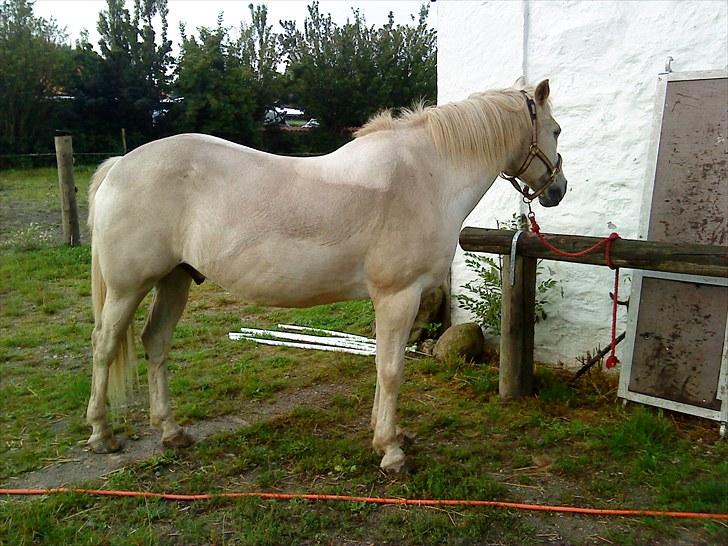 Anden særlig race Max billede 8