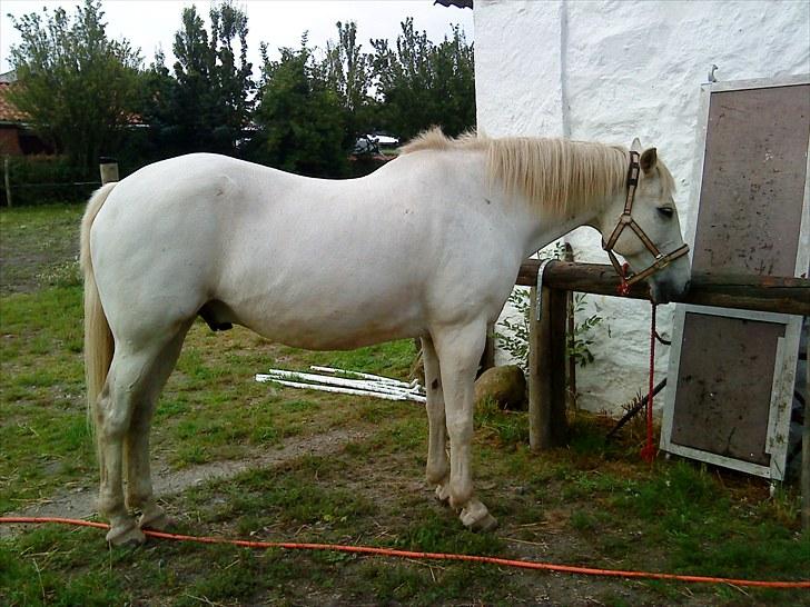 Anden særlig race Max billede 9