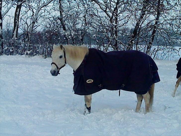 Anden særlig race Max billede 10