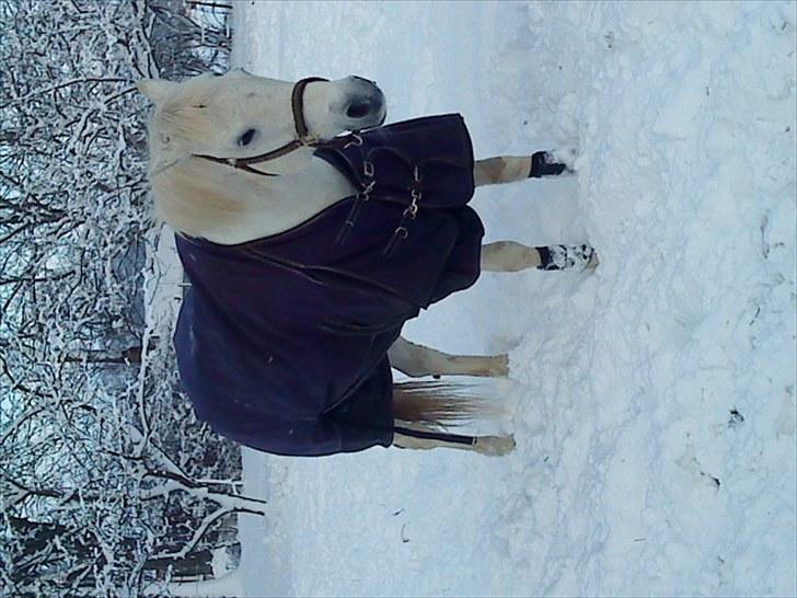 Anden særlig race Max billede 11