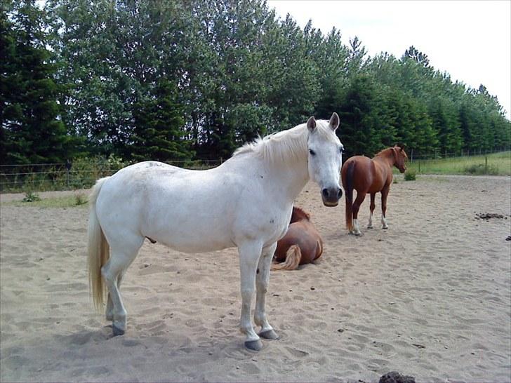 Anden særlig race Max billede 12