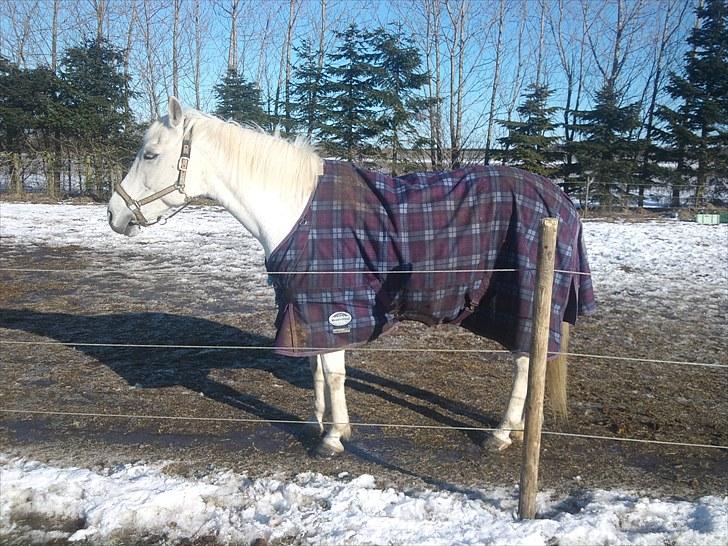 Anden særlig race Max billede 13