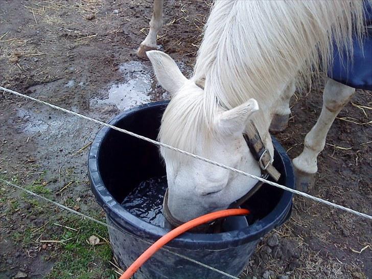 Anden særlig race Max billede 14
