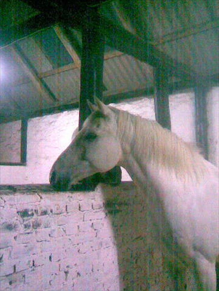 Anden særlig race Max billede 15