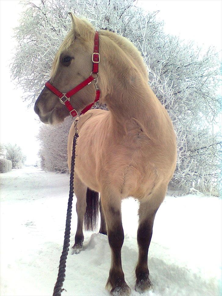 Fjordhest Imke - ude i frosten;O) billede 5