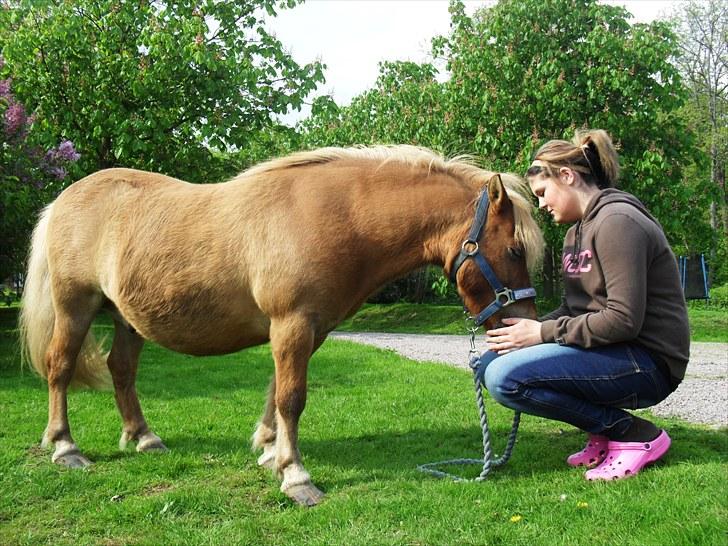 Shetlænder Flyon - hygge efter træning<3  billede 7