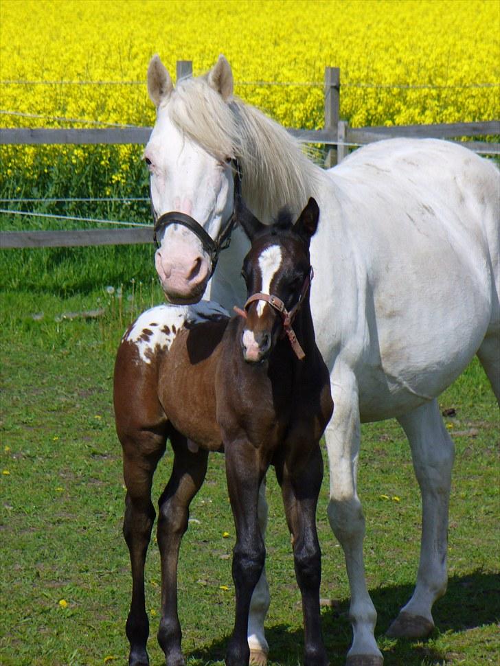 Appaloosa Wakiza Cloud - I mors trygge favn! billede 11