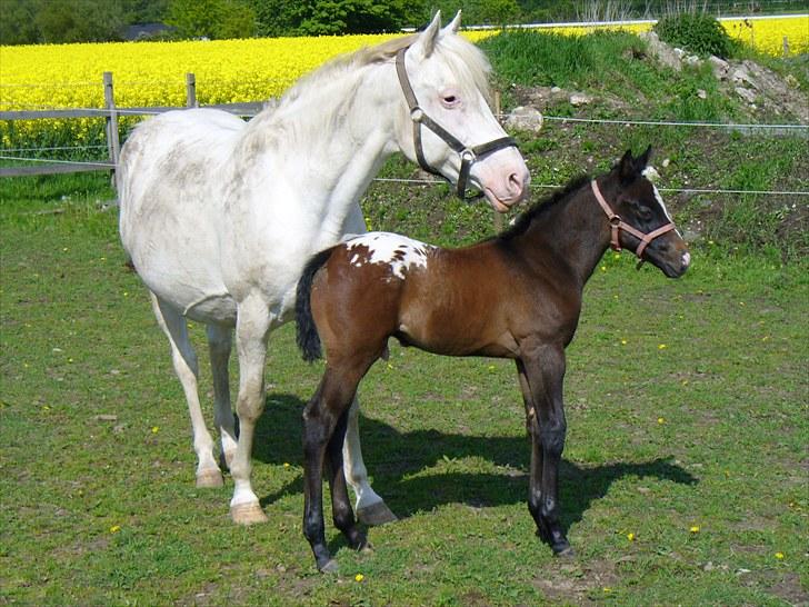 Appaloosa Wakiza Cloud - Verden er stor men mor er lige her : )Jeg er 14 dage idag faktisk billede 12