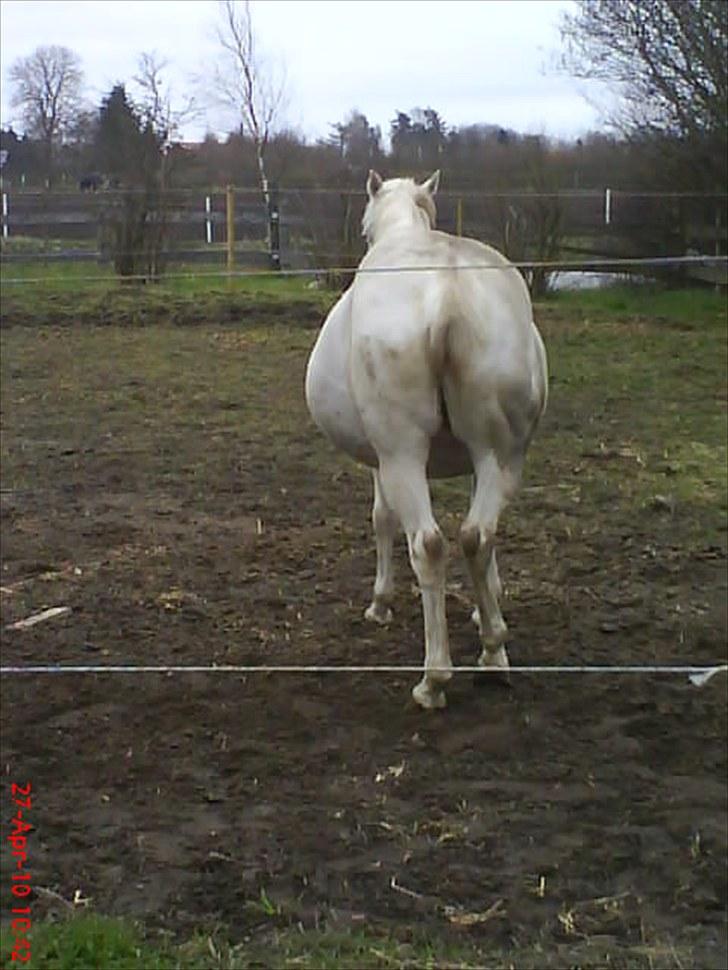 Appaloosa Wakiza Cloud - Her er jeg slet ikke ude og lave ballade endnu... billede 13