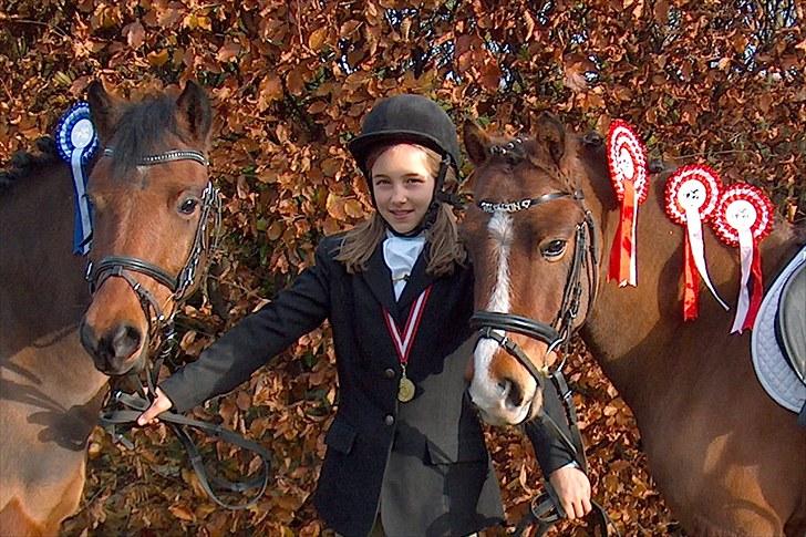 Welsh Pony (sec B) Bakkegårdens Valentin A-pony billede 2