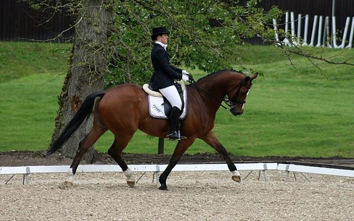 Dansk Varmblod Ravelli - broholm maj 2010. foto: sanne svendsen billede 3