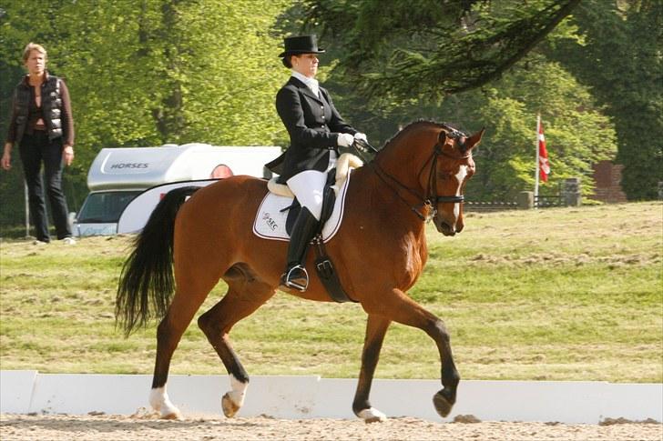 Dansk Varmblod Ravelli - Broholm maj 2010. foto: cathrine dufour billede 4